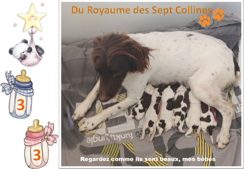 chiot Petit Epagneul de Münster Du Royaume Des Sept Collines